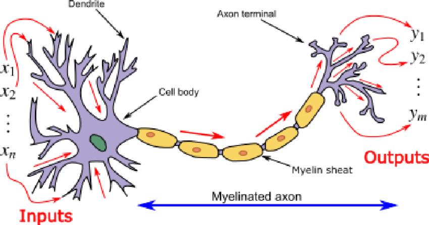 Neurons and Inputs/Outputs Infographic
